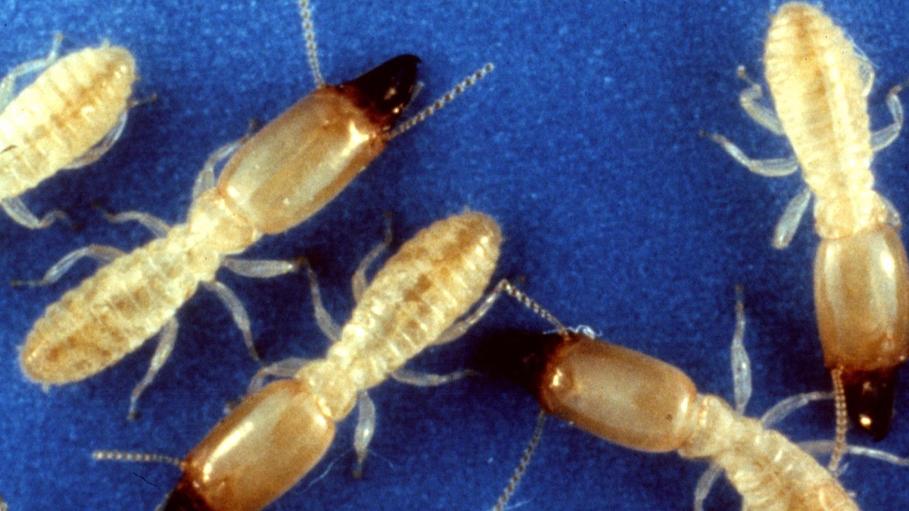Reticulitermes flavipes. Imagen: Wikimedia.