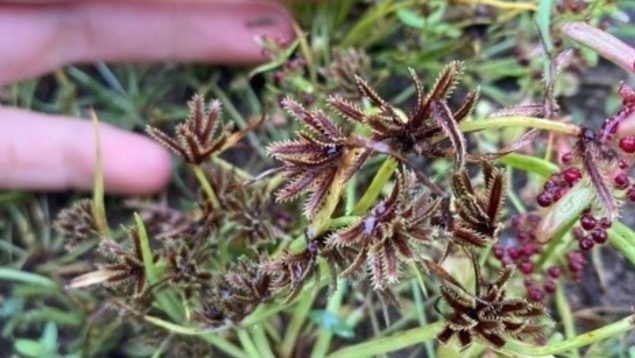 Planta, Australia, descubrimientos