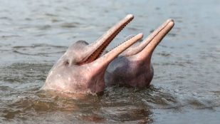 Delfines rosas, Amazonas, curiosidades