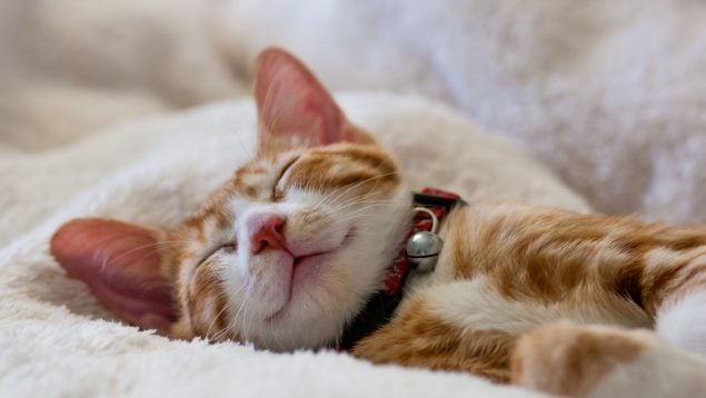 Gato y dormir