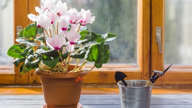 Planta, Feng Shui, curiosidades