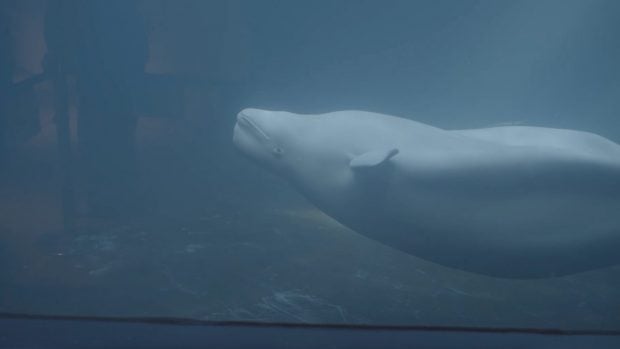 Beluga en cautividad