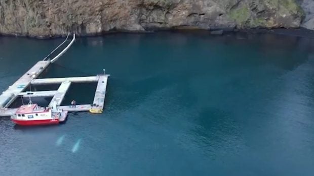 Belugas a vista de dron