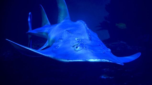 Especie en peligro de extinción
