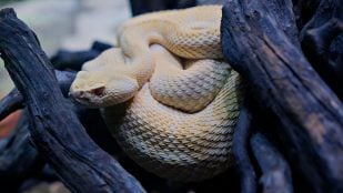Aviso de un veterinario si tienes serpientes, cómo cuidar serpientes según los veterinarios, cómo debe ser el terrario de mi serpiente.