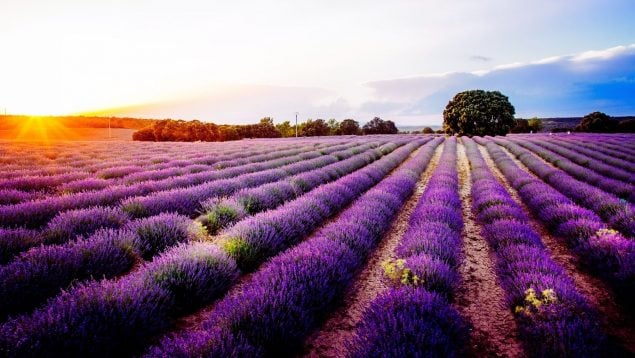 Tren de la Lavanda