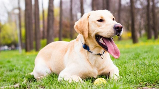 El perro suspira
