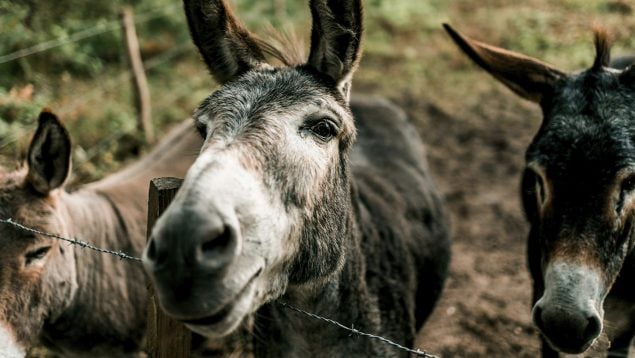 Burro