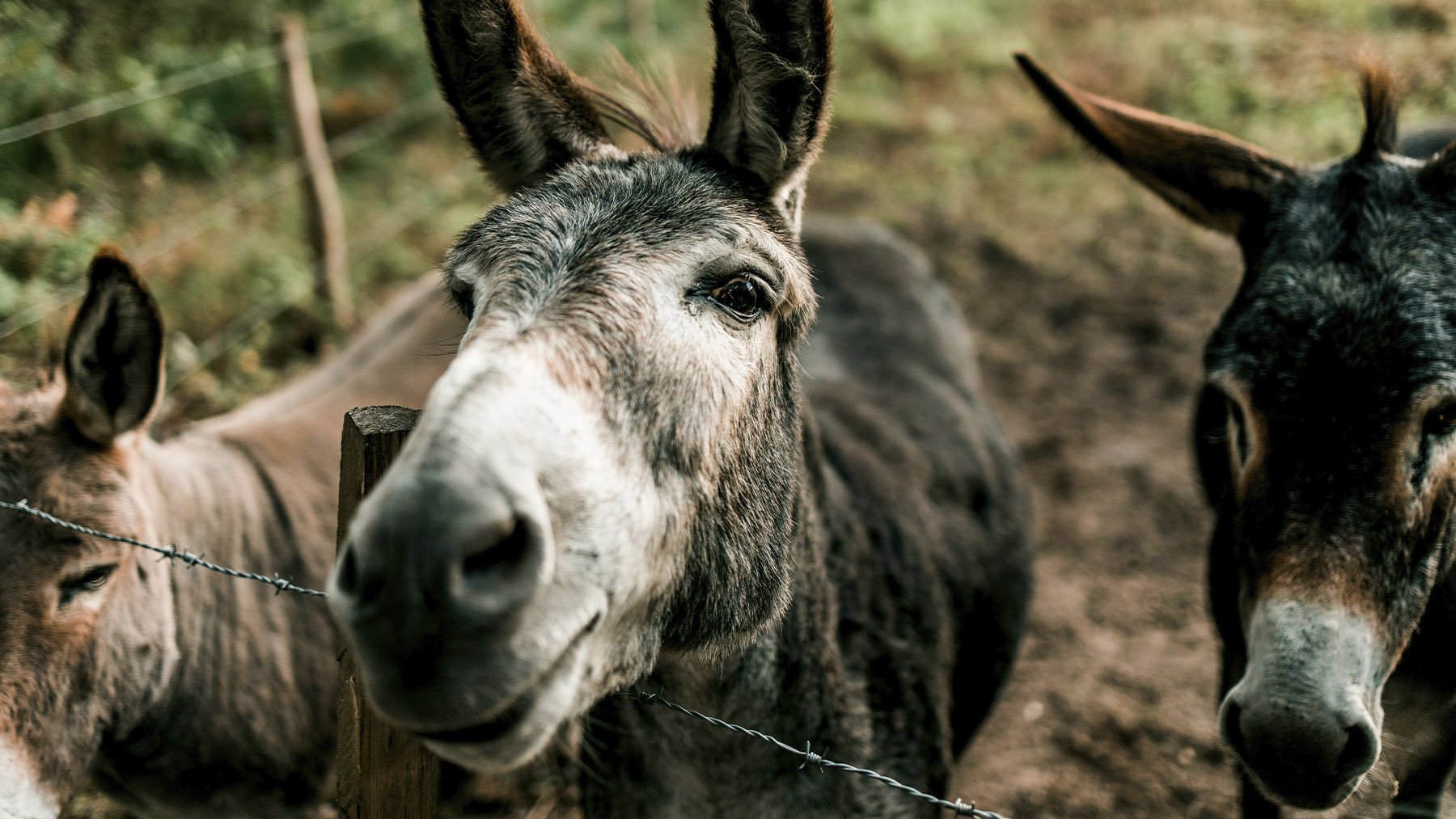 Burros encerrados en una granja. Foto: Pexels.