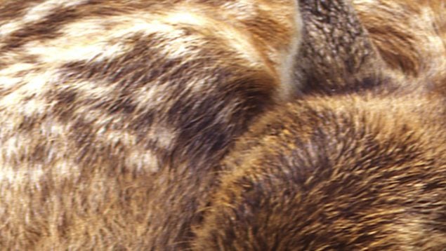 Corcino, animal, curiosidades