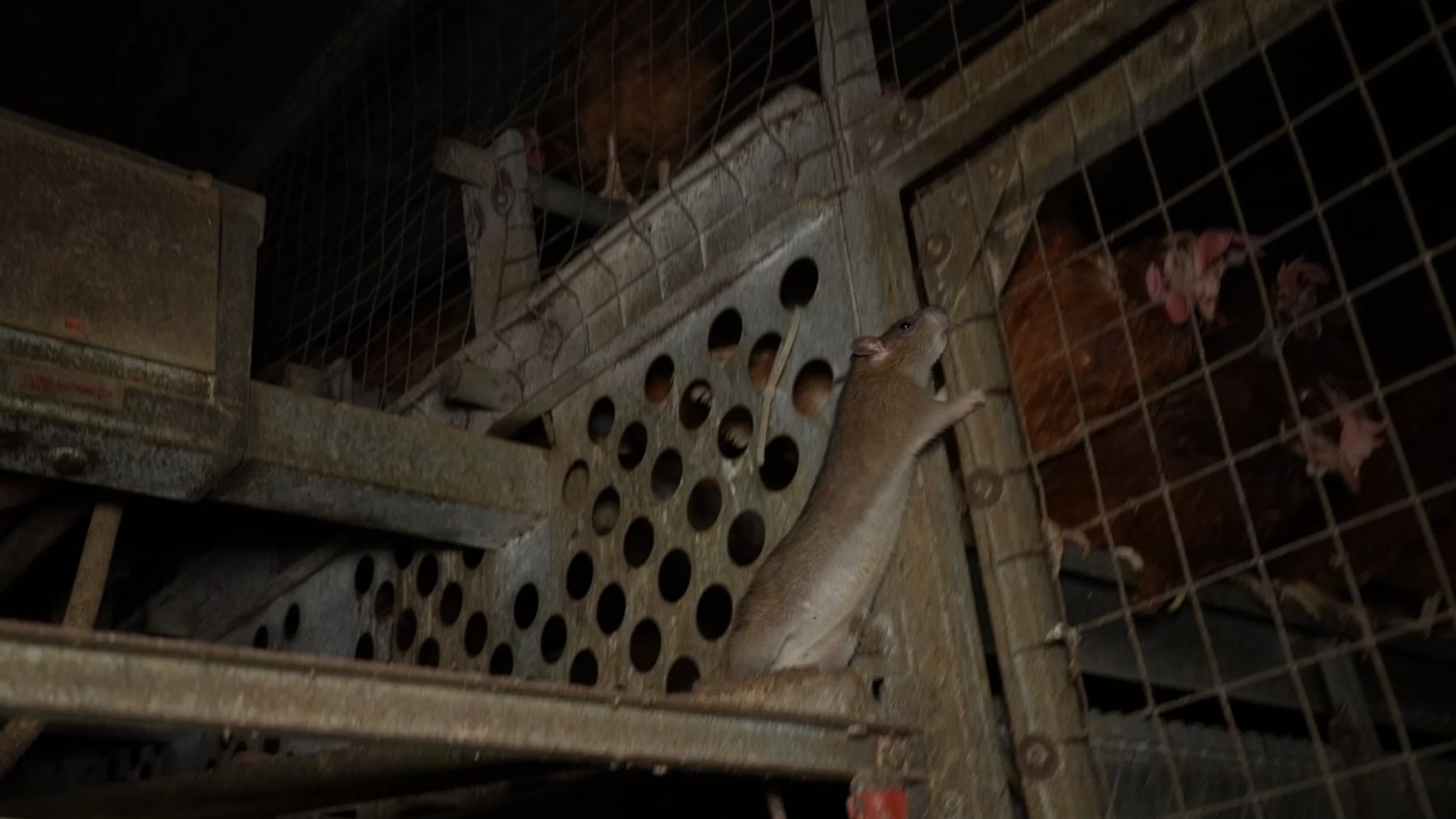Rata junto a gallinas camperas en el interior de la explotación avícola de Llucmajor. (Foto: ARDE)
