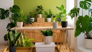 Planta, flora, curiosidades