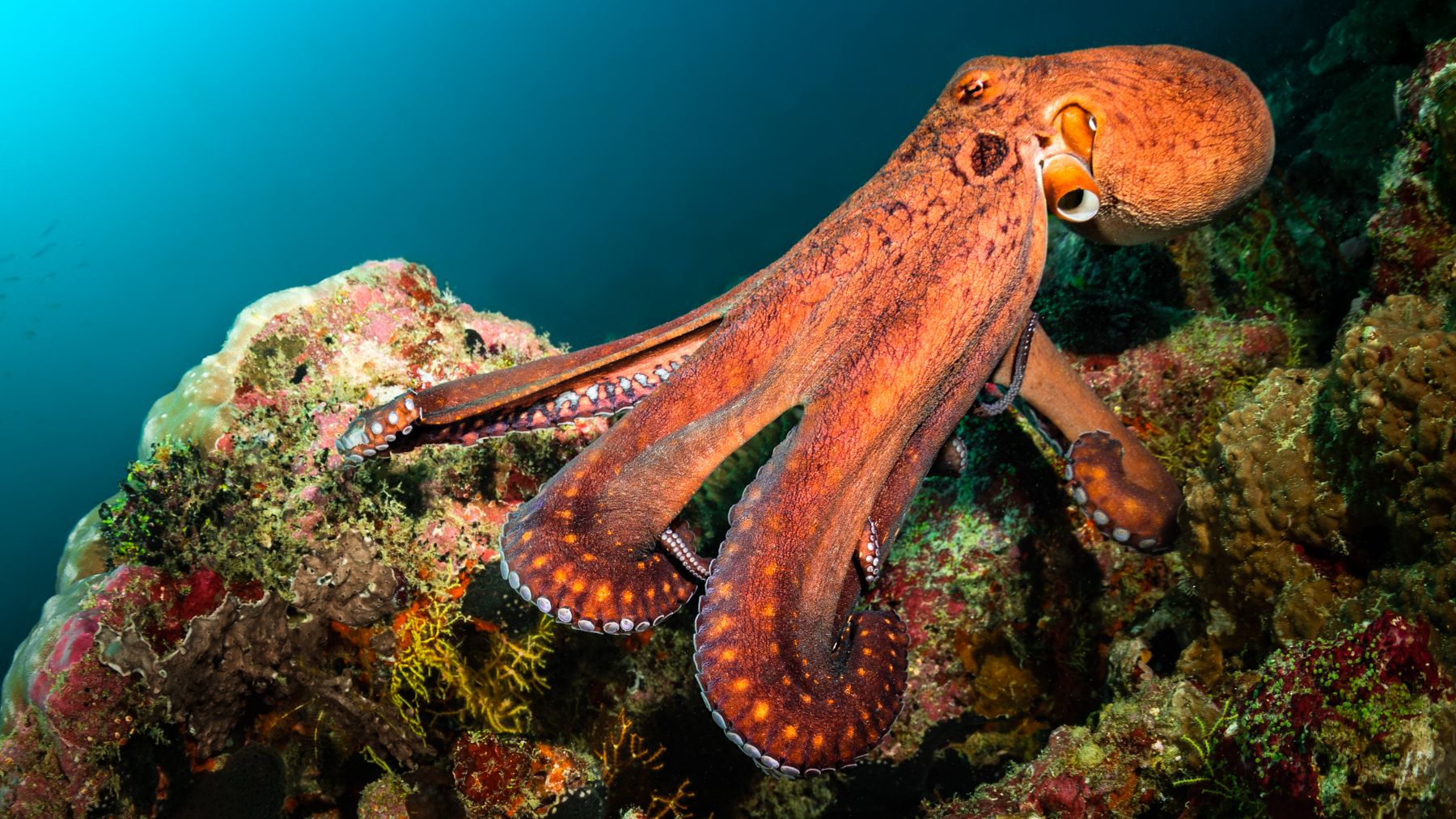 El pulpo, uno de los animales más sorprendentes de la naturaleza, es también la fuente de inspiración de los SpiRobs.