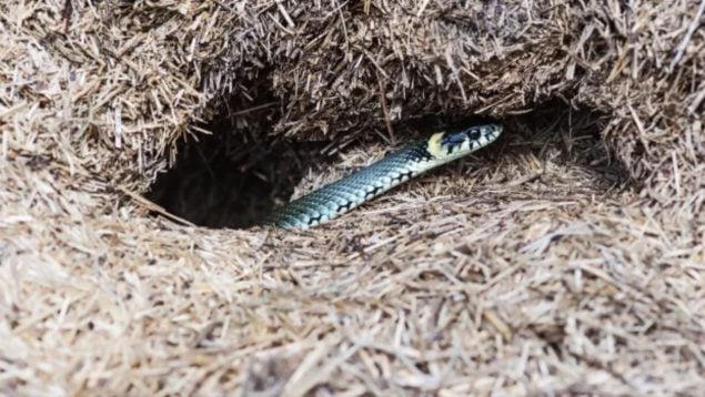 Serpiente, agujero, jardín