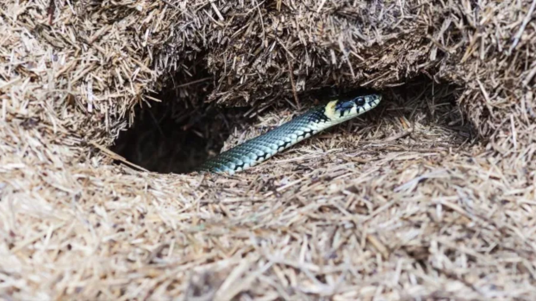 Agujero serpiente. Foto: iStock
