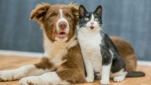 Perros y gatos