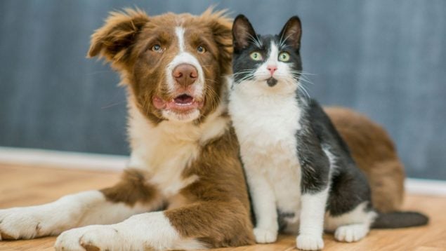 Perros y gatos