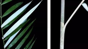 Descubren una nueva planta en Borneo, planta fantasma en Indonesia, descubrimiento botánico de palmera fantasma, nuevos hallazgos científicos en botánica.