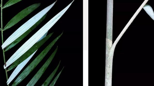 Descubren una nueva planta en Borneo, planta fantasma en Indonesia, descubrimiento botánico de palmera fantasma, nuevos hallazgos científicos en botánica.