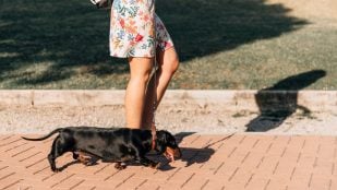 Perro, animales, mascotas