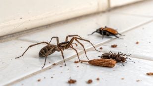 Araña, animales, insectos, trucos