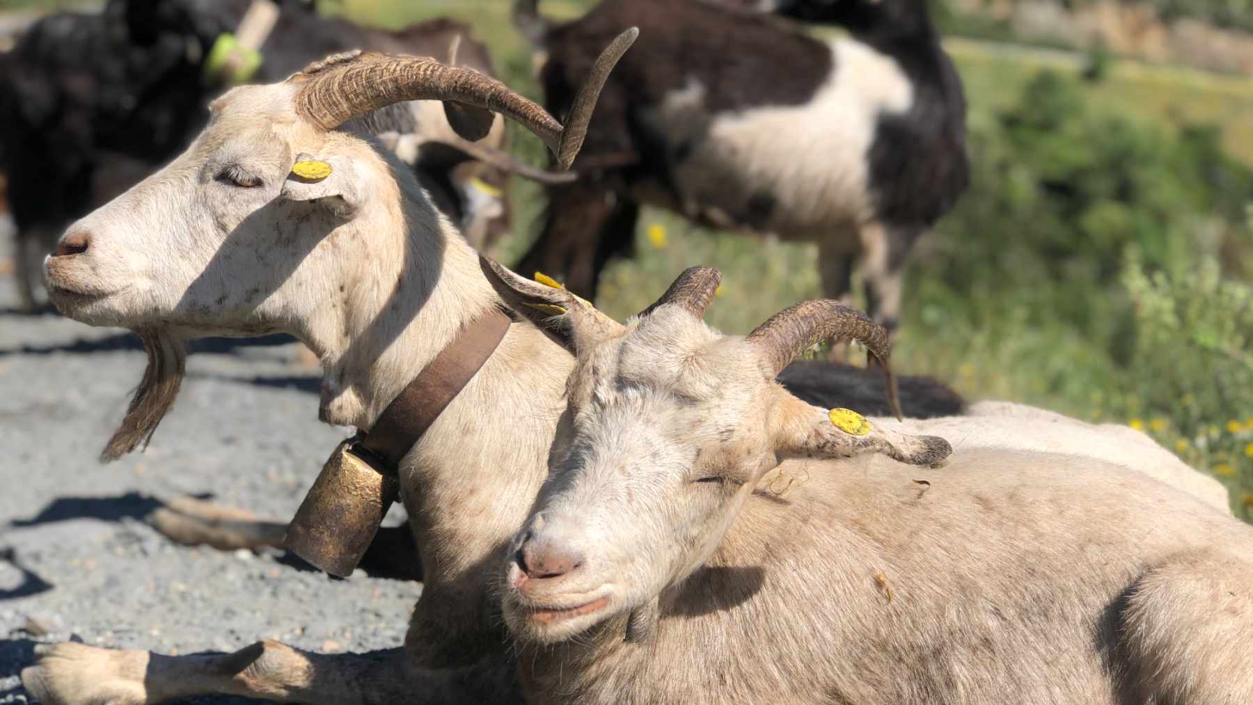 Cabras utilizadas para el pastoreo preventivo cerca del embalse de El Atazar (Madrid).