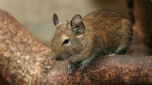 Tener un hámster gigante como mascota, animales raros, científicos estudian al degú, por qué los degús viven en comunidad, hámster que se comunica mediante la orina.