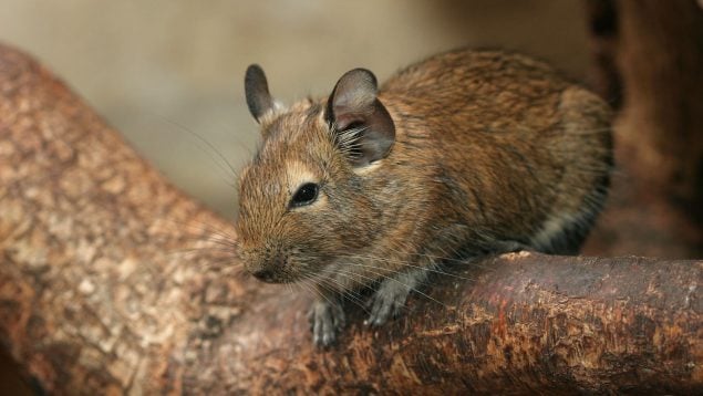 Tener un hámster gigante como mascota, animales raros, científicos estudian al degú, por qué los degús viven en comunidad, hámster que se comunica mediante la orina.