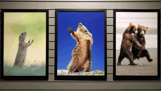 Exposición 'Comedy Wildlife' en el Museo de Ciencias Naturales