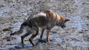 Perro y barro