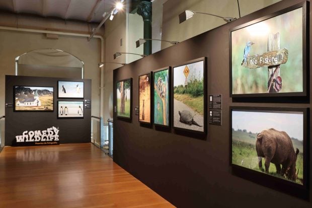 Exposición 'Comedy Wildlife' en el Museo de Ciencias Naturales
