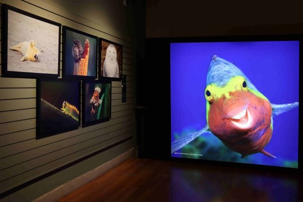 Exposición 'Comedy Wildlife' en el Museo de Ciencias Naturales