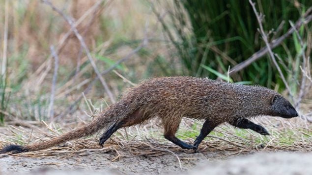 Animal, fauna, curiosidades