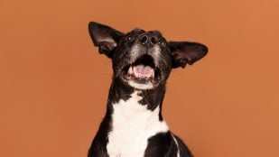 Perro, animales, mascotas
