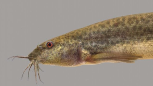 Misgurnus anguillicaudatus, pez, especie invasora