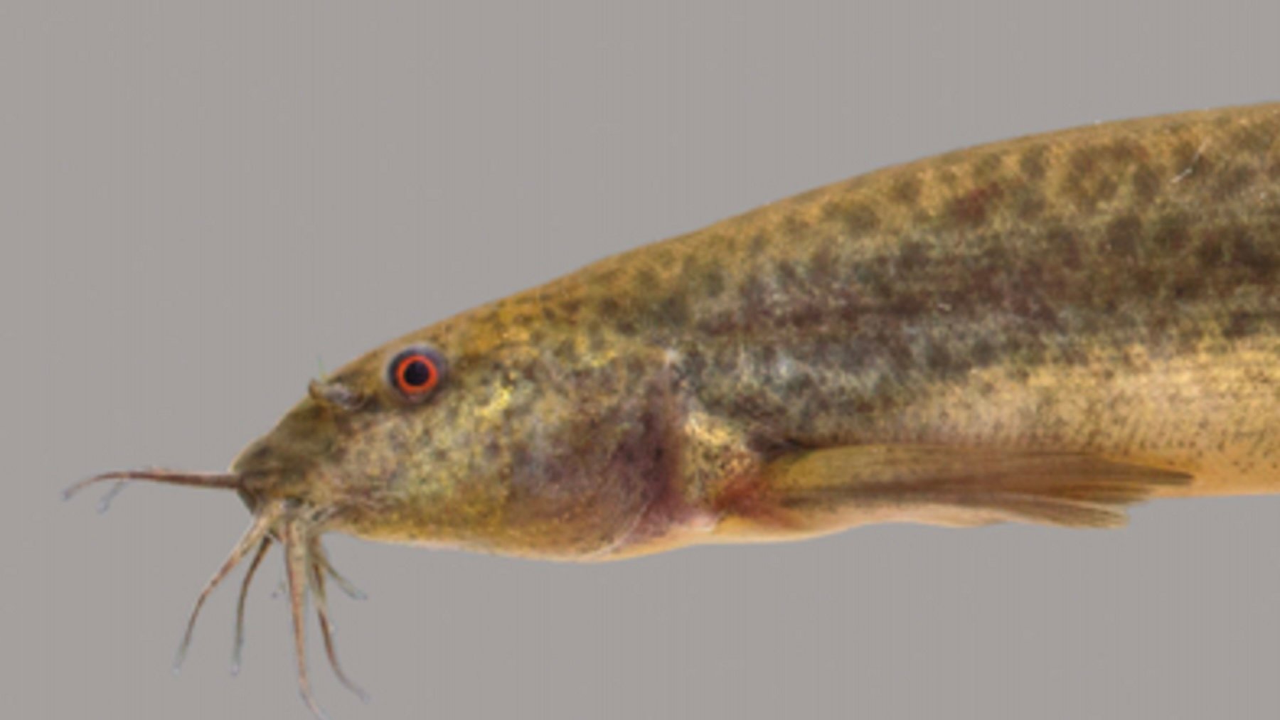 Misgurnus anguillicaudatus. Imagen: Zachary Randall, Florida Museum.
