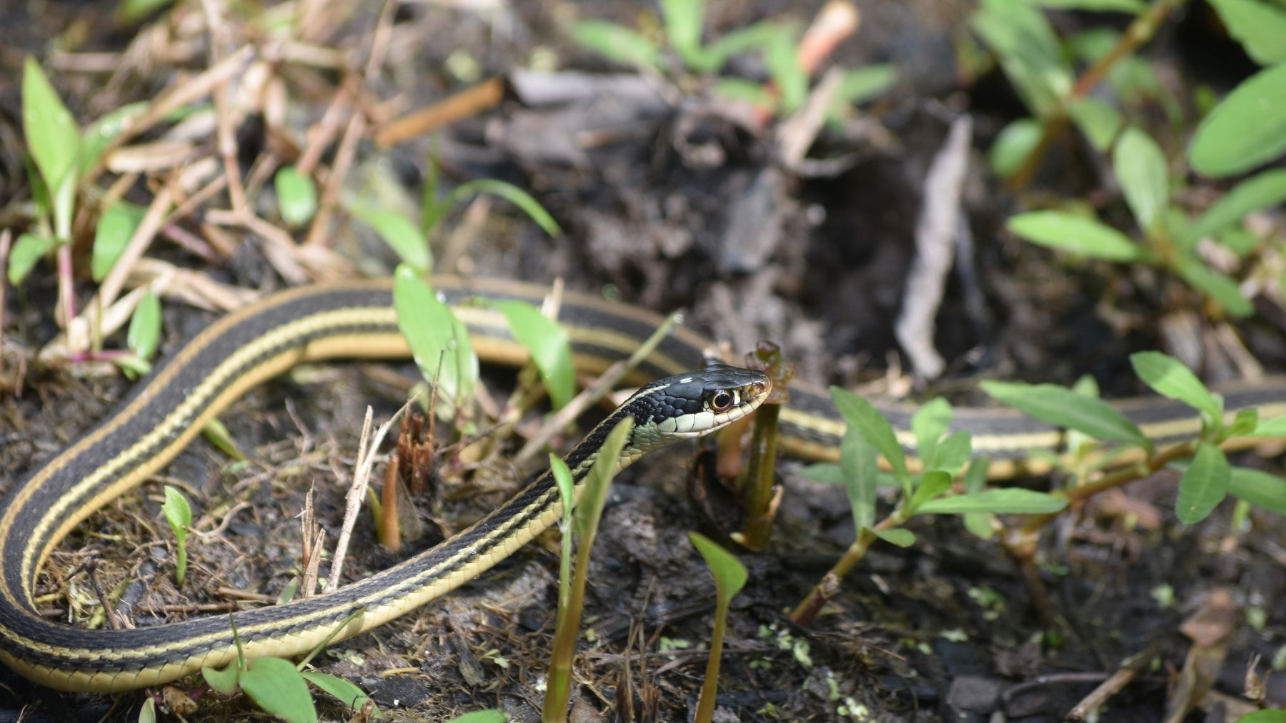 Una serpiente en un jardín.