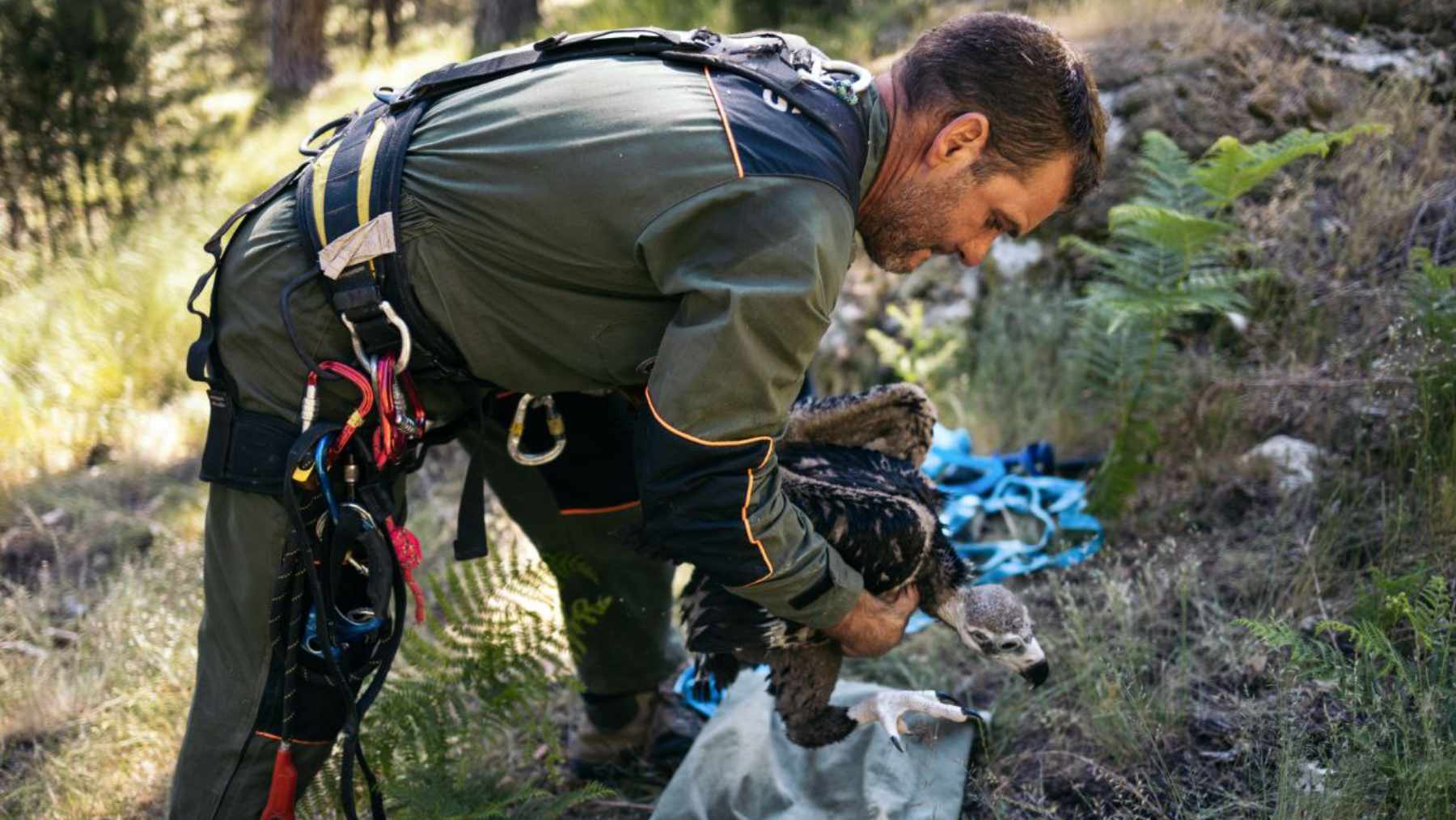 Pollo de buitre negro (Foto: Comunidad de Madrid).