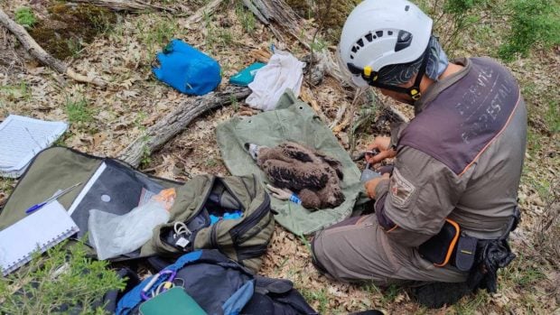 buitre negro agente forestal madrid
