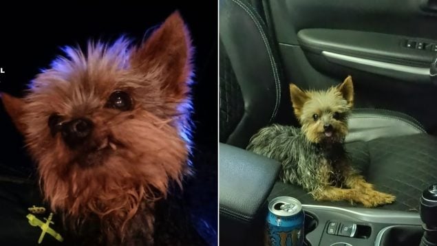 Lucas, el yorkshire rescatador.