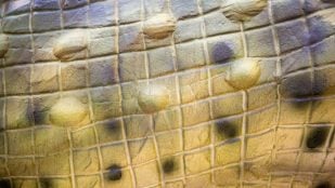 Cuero de dinosaurio