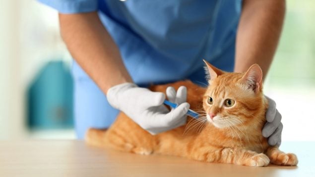 Medicamento tóxico para el gato