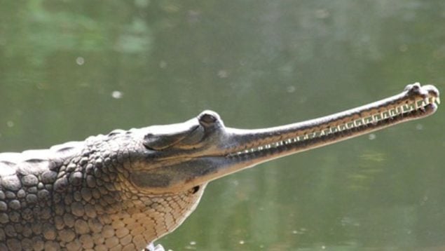 Reptil, animal, gavial, curiosidades