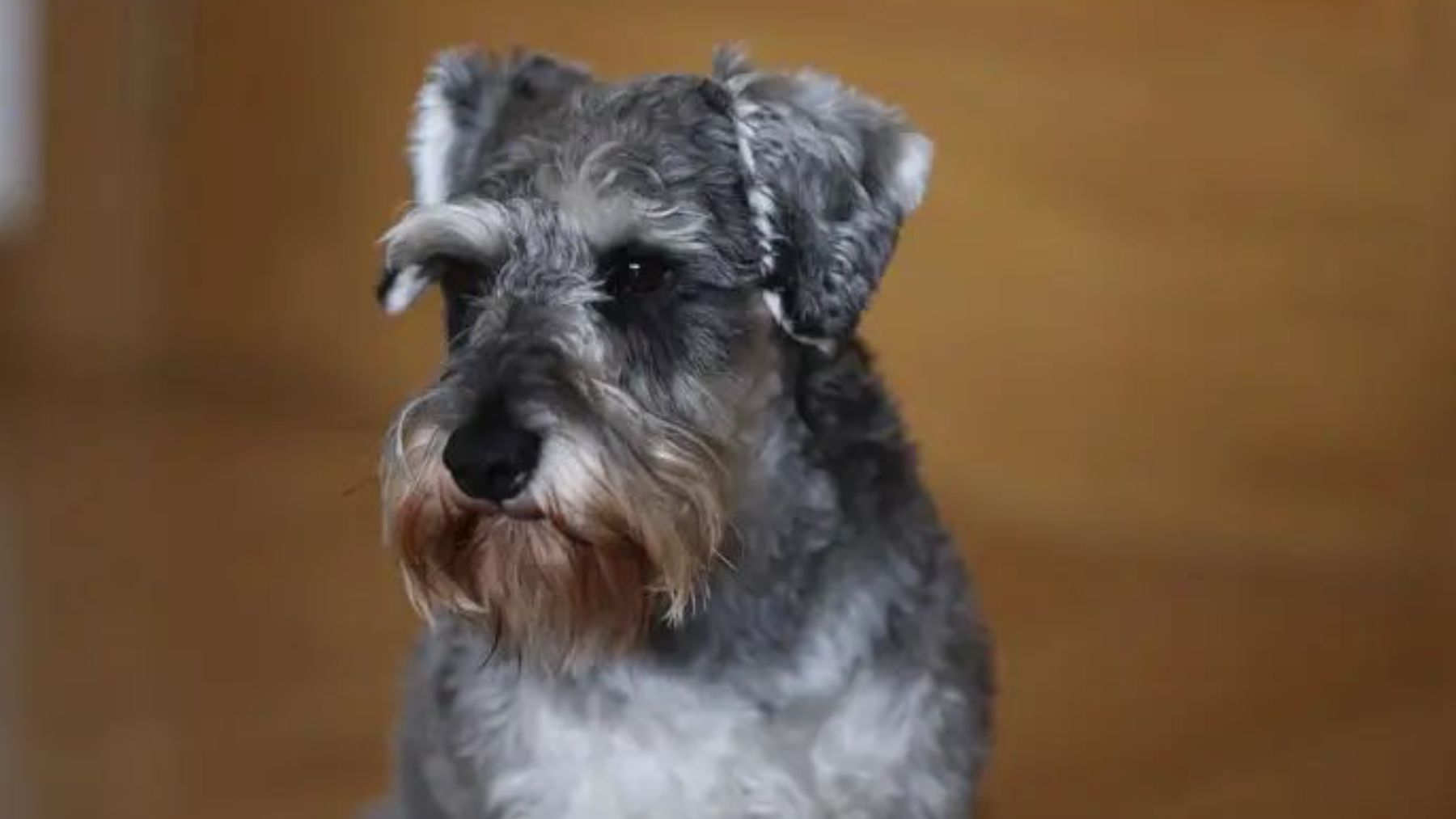 Un perro de raza Schnauder. EP.