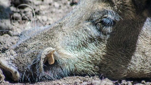Animal, Andalucía, curiosidades