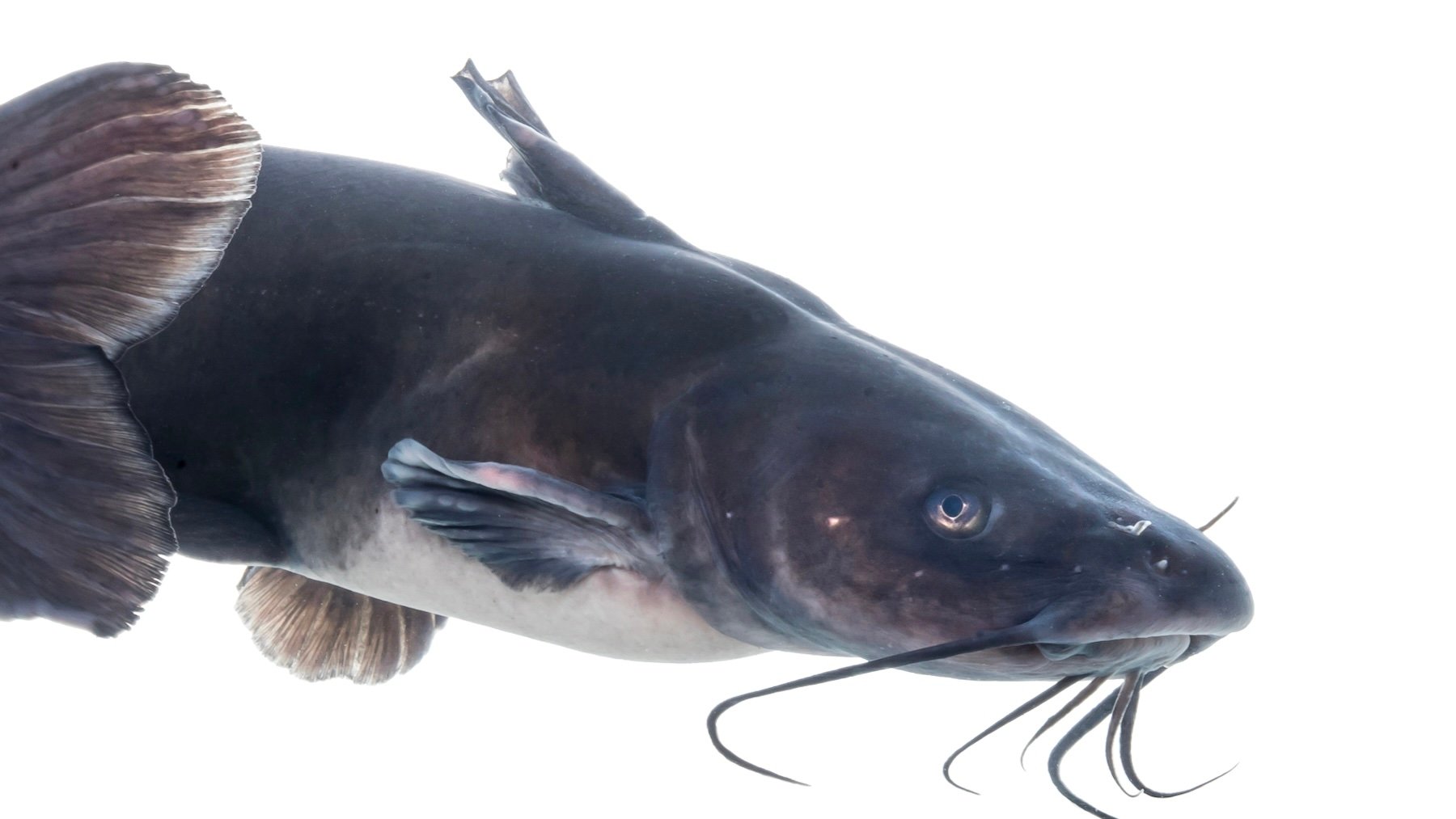 Ictalurus punctatus. Imagen: USFWS Mountain Prairie.