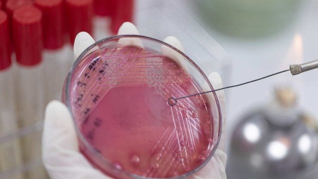 Bacterias