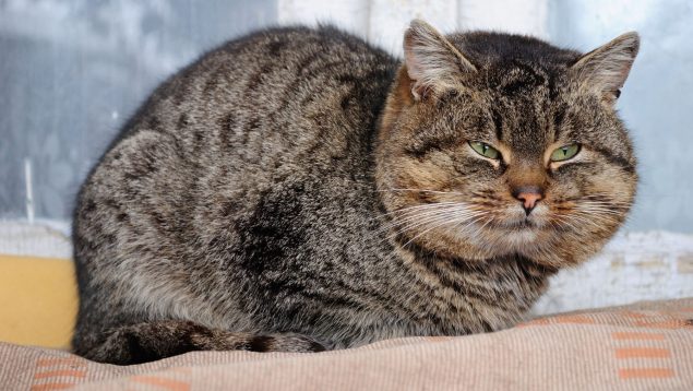 Gato
