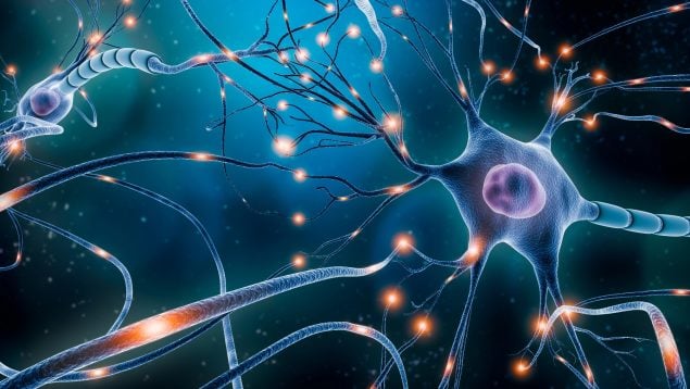 cerebro neuronas