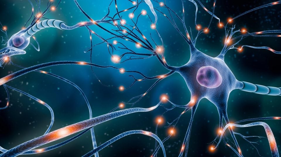 El cerebro adulto no se jubila: la fábrica de la memoria sigue creando neuronas toda la vida